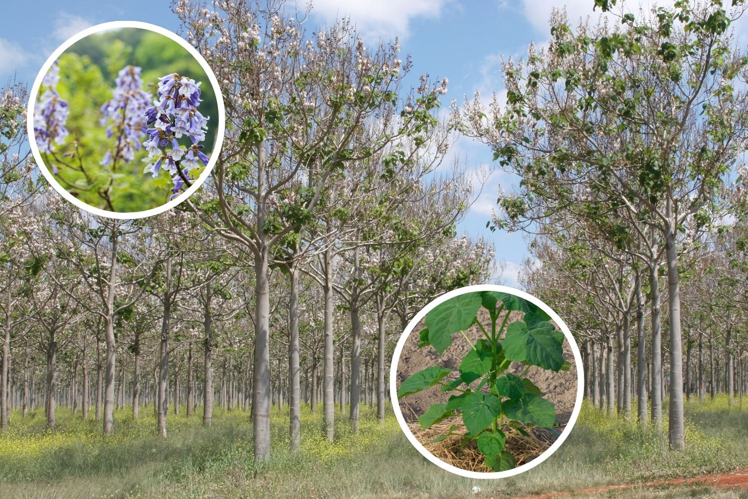 paulownia svantaggi.jpg