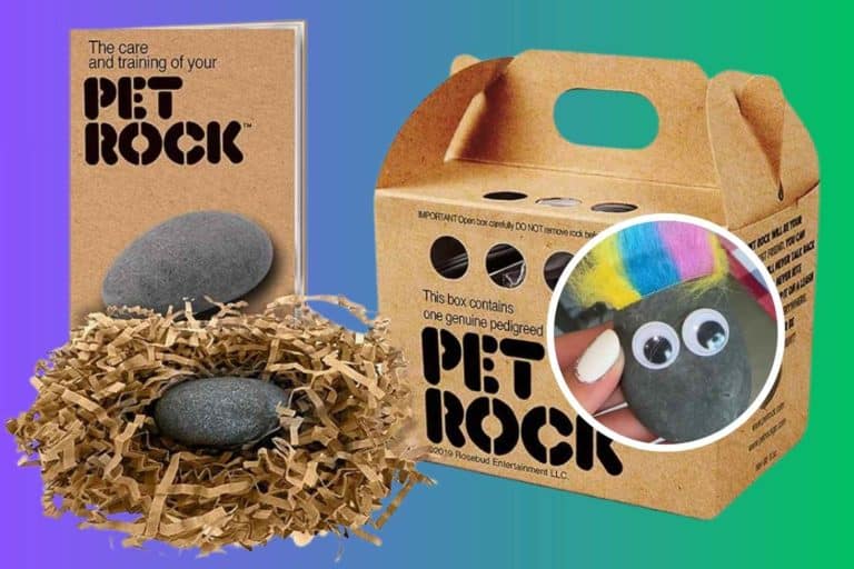 pet rock.jpg