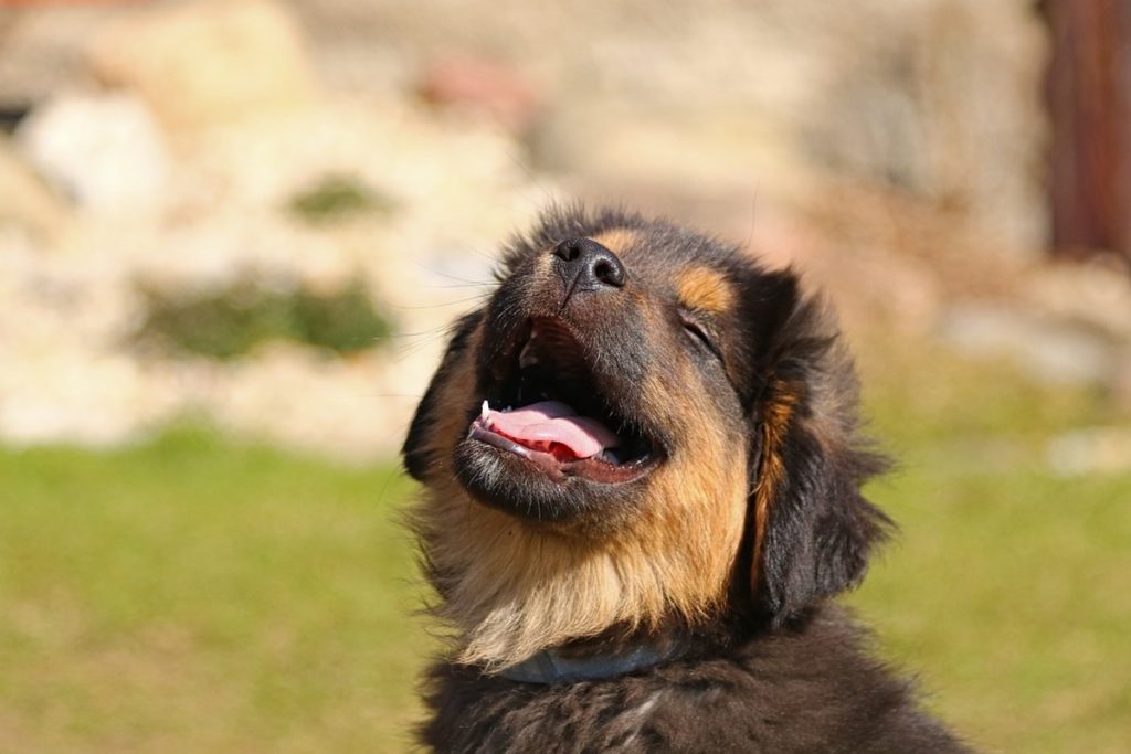 razze cani pulite.jpg