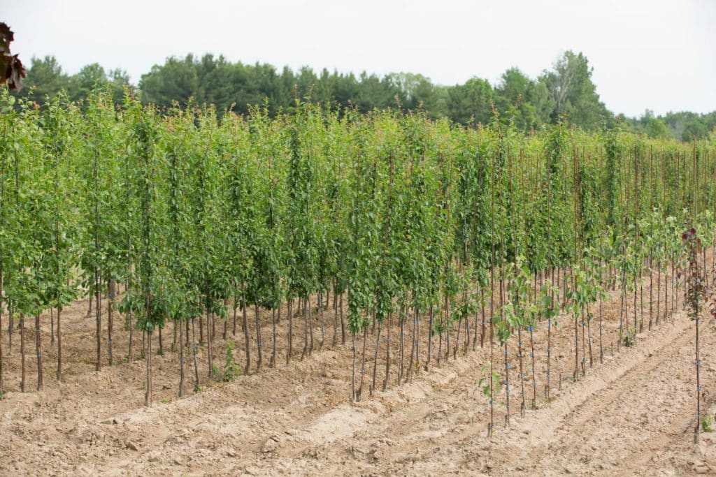 riforestazione.jpg