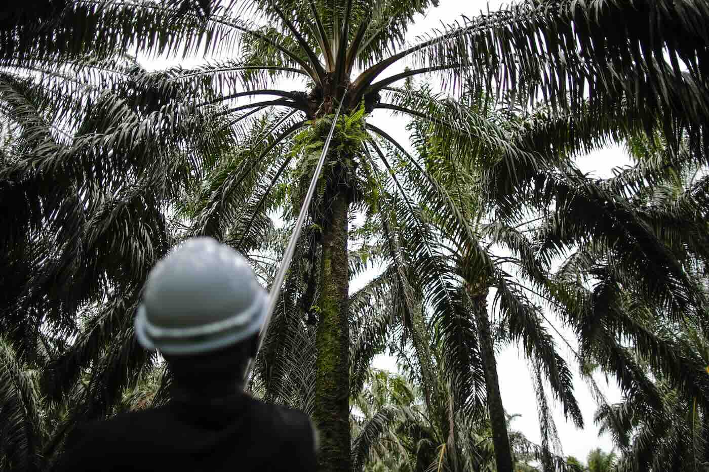 Green Deal, slitta la legge Ue contro la deforestazione: rinviate di un anno le nuove regole ma nessuna modifica al testo 1 rinvio deforestazione ue.jpeg