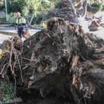 roma albero caduto donna morta colli aniene.jpg