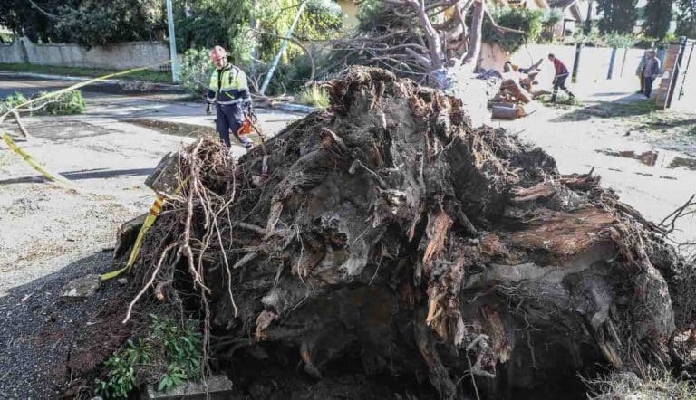 roma albero caduto donna morta colli aniene.jpg