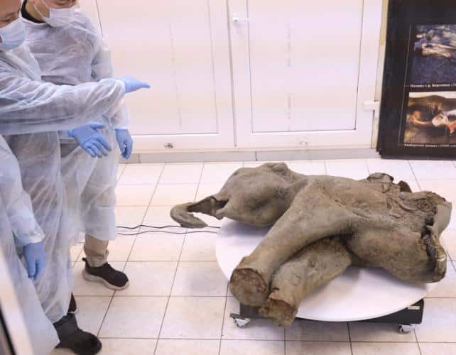 russia mammoth mummy 642.jpg