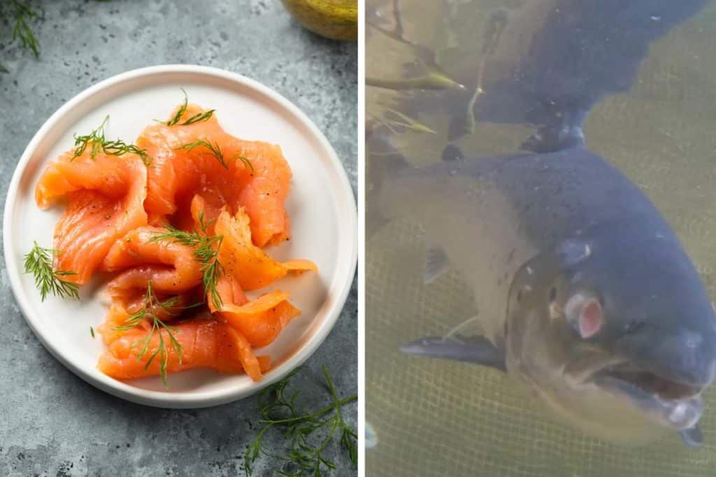 salmone affumicato allevamento.jpg