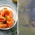 salmone affumicato allevamento.jpg