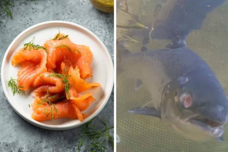 salmone affumicato allevamento.jpg