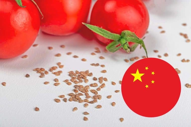 semi pomodoro cinese.jpg
