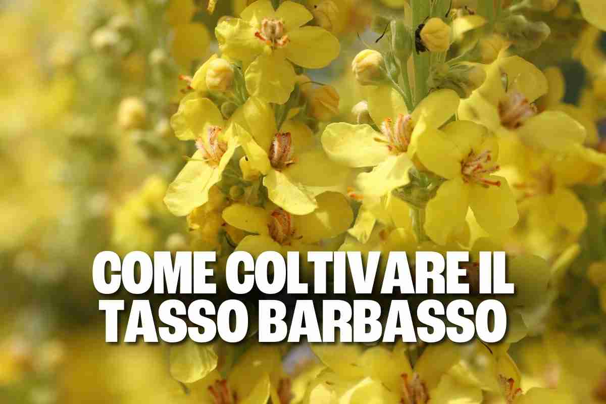 Verbasco: come coltivare il Tasso Barbasso, la pianta dai fiori gialli dorati che incanta 1 tasso barbasso.jpg
