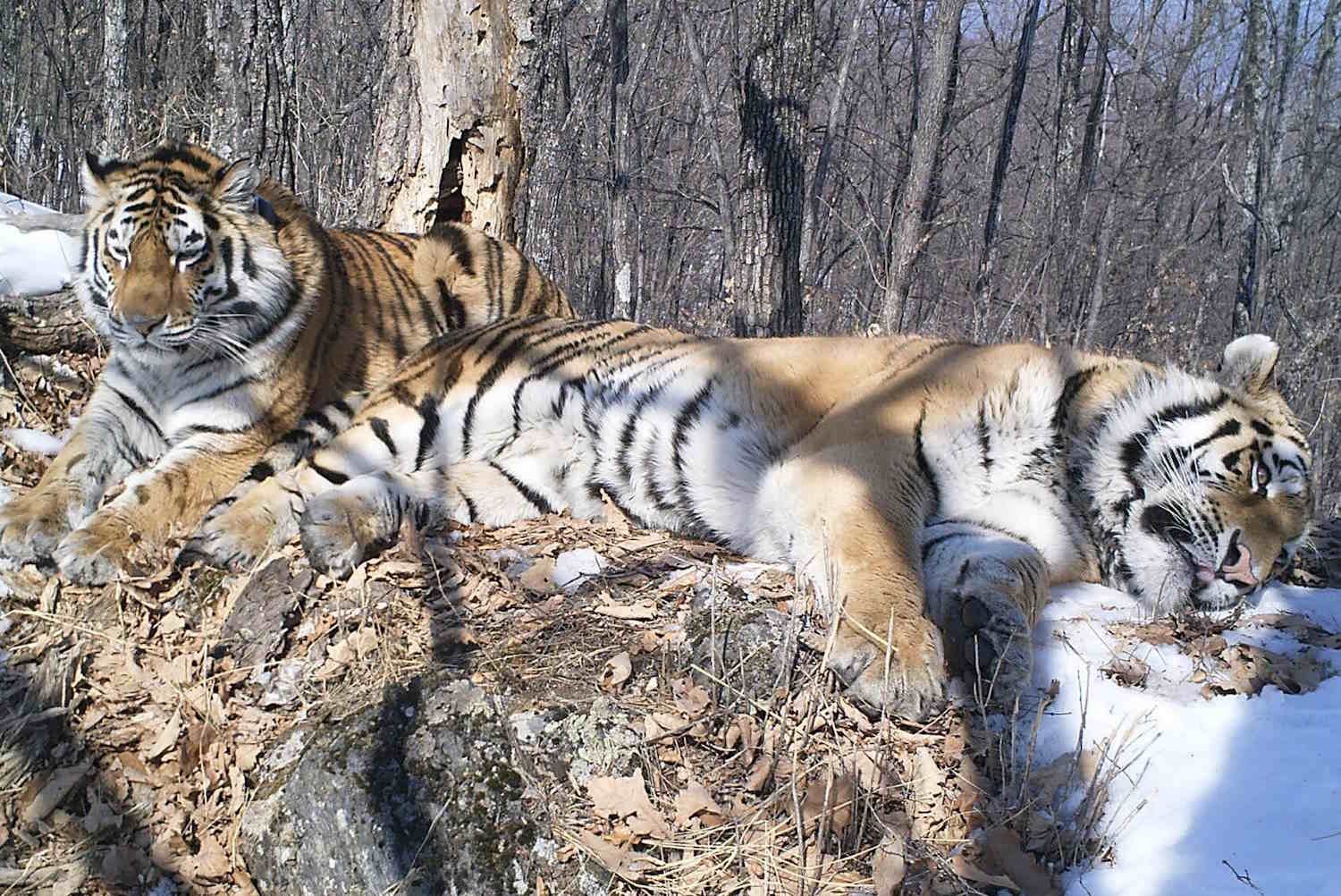 tigre siberiana.jpeg