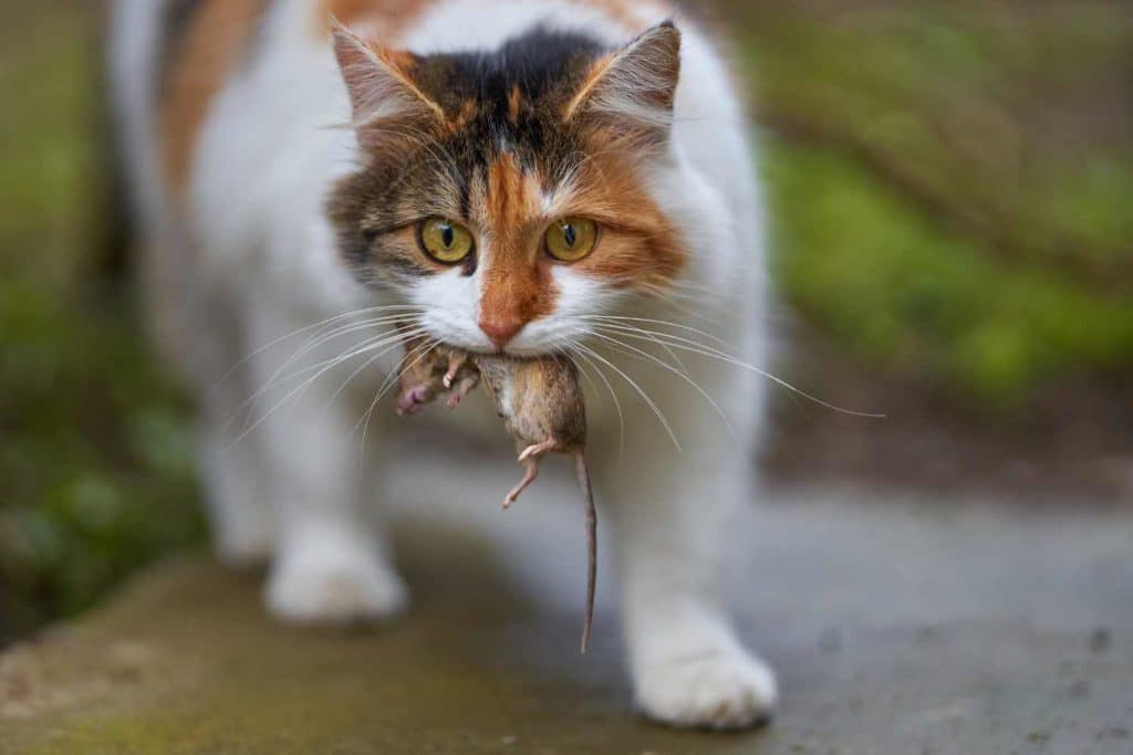 topo gatto in bocca.jpg