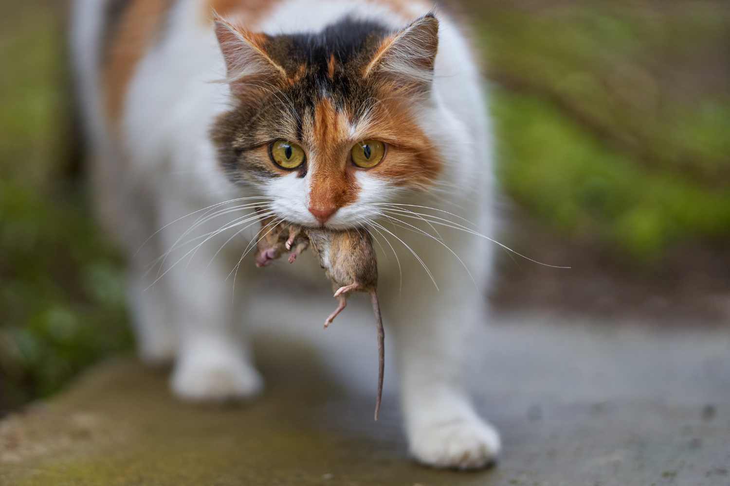 Stop ai veleni: il progetto ecologico che rivoluziona il controllo infestanti in Italia 1 topo gatto in bocca.jpg