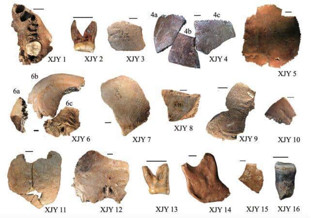 xujiayao fossil material wu 2024 642x449 1.jpg