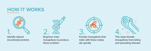 ARC241201 1pp Mosquito Factsheet A4 FA 642x217 1.jpeg