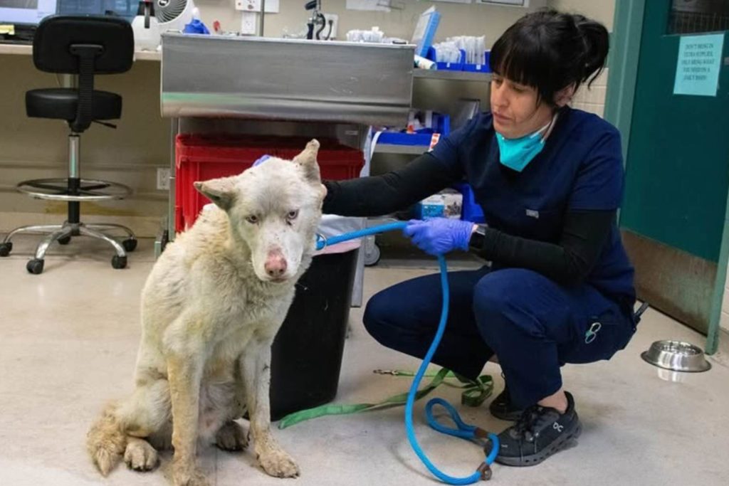 Animali Los Angeles.jpg