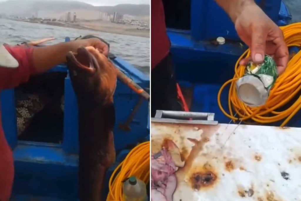Birra pesce.jpg