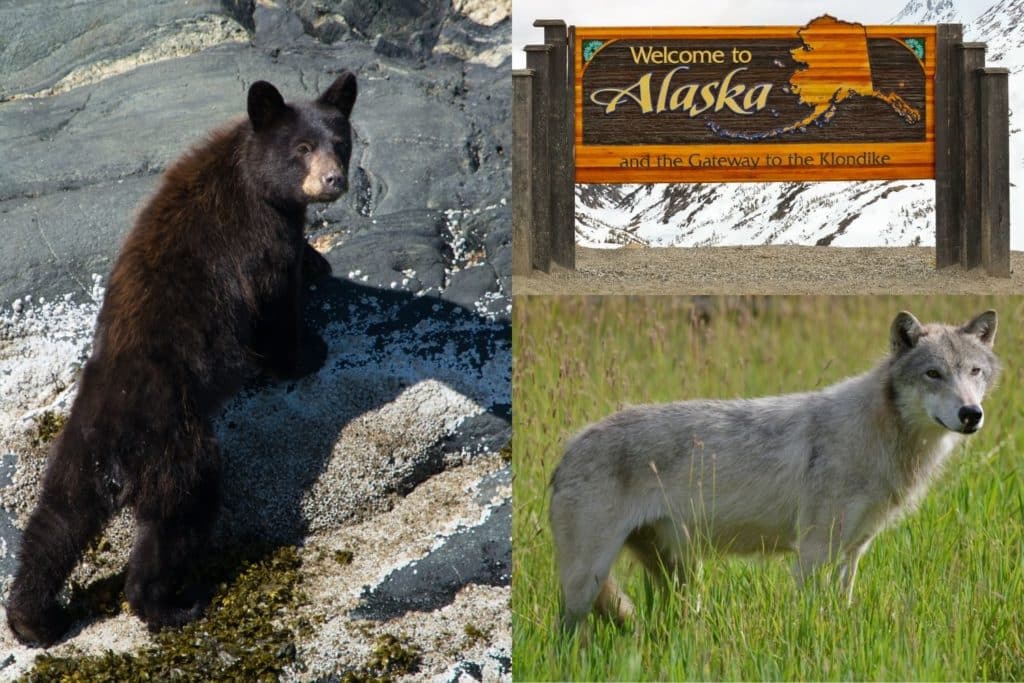 Caccia Alaska.jpg