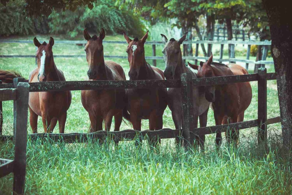 Cavalli geneticamente modificati.jpg