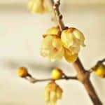 Chimonanthus praecox calicanto.jpg