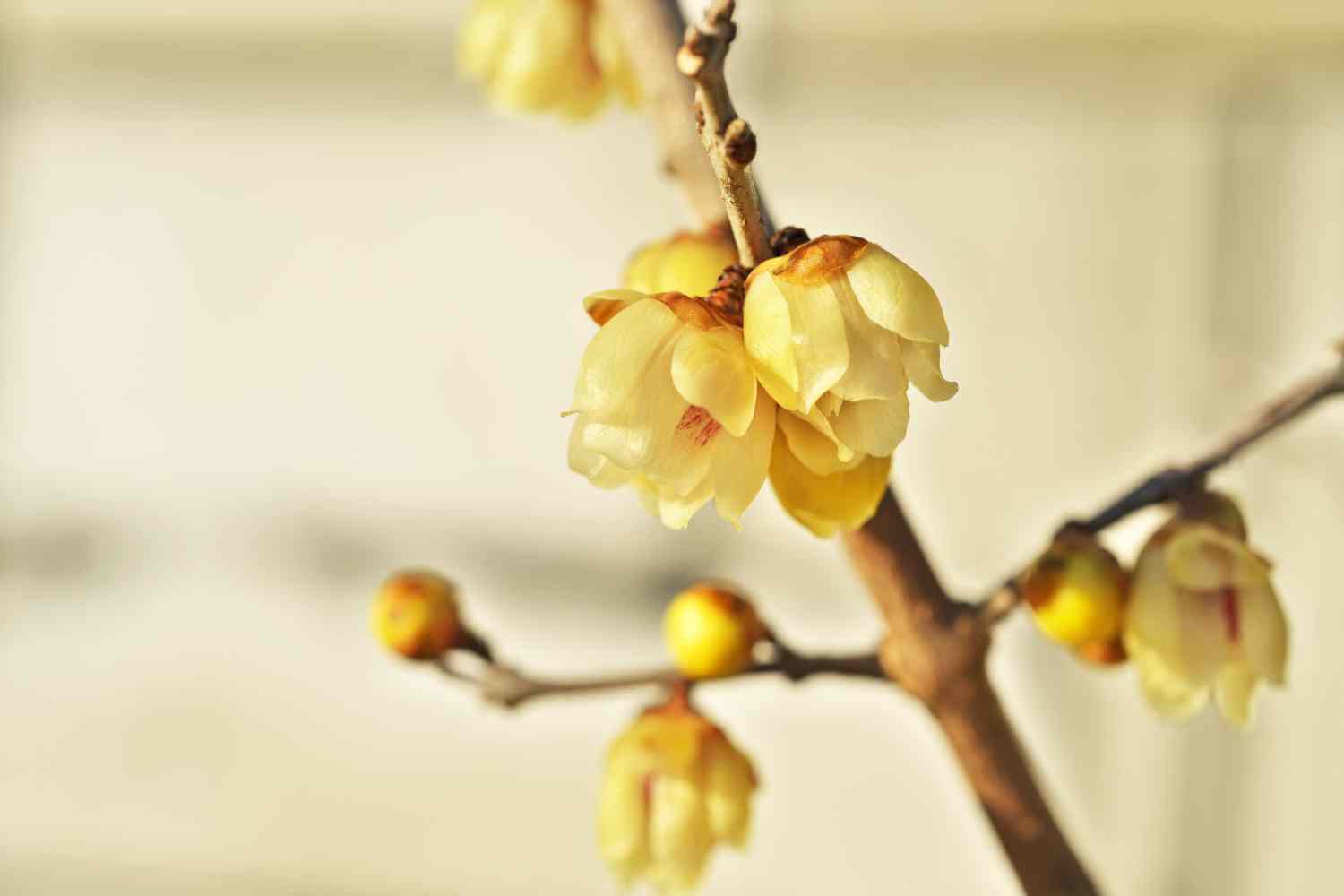 Chimonanthus praecox calicanto.jpg