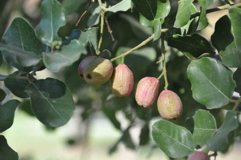 Cryptocarya alba.jpg