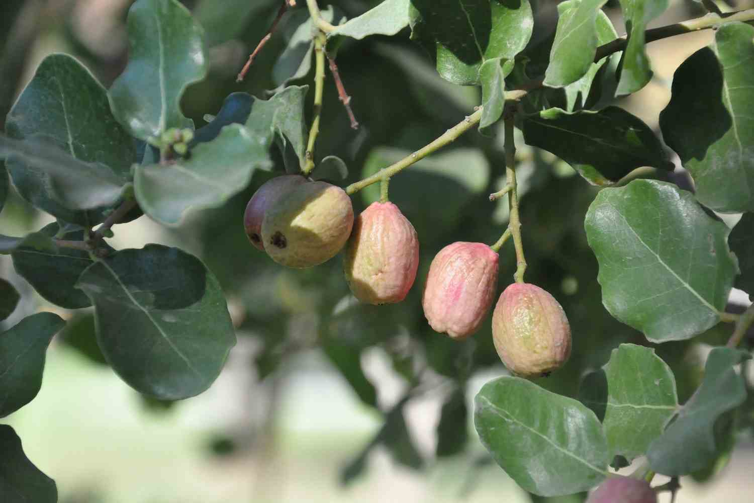 Peumo: perché cominciare a piantare questo albero che può combattere il riscaldamento globale 1 Cryptocarya alba.jpg