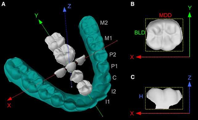 DentalPicture.jpg