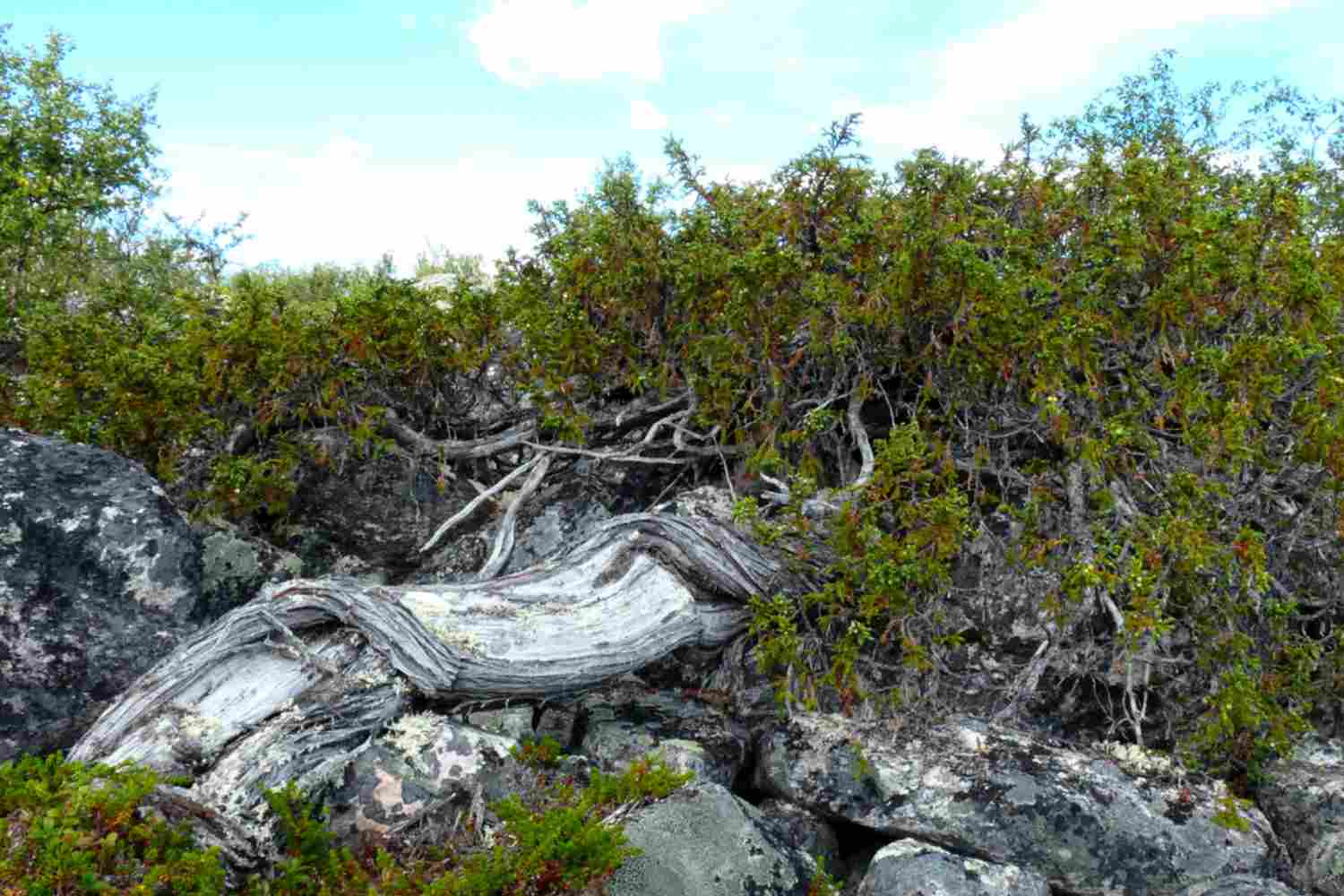 Scienziati italiani hanno scoperto la pianta più antica d’Europa: è questo piccolo ginepro e ha oltre 1600 anni 1 Ginepro.jpg