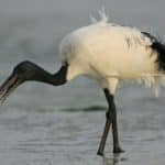 Ibis sacro.jpg