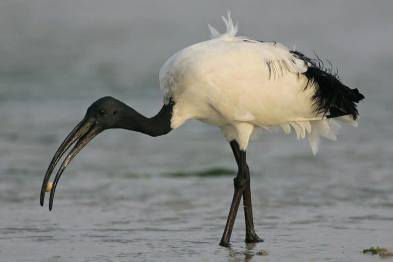 Ibis sacro.jpg