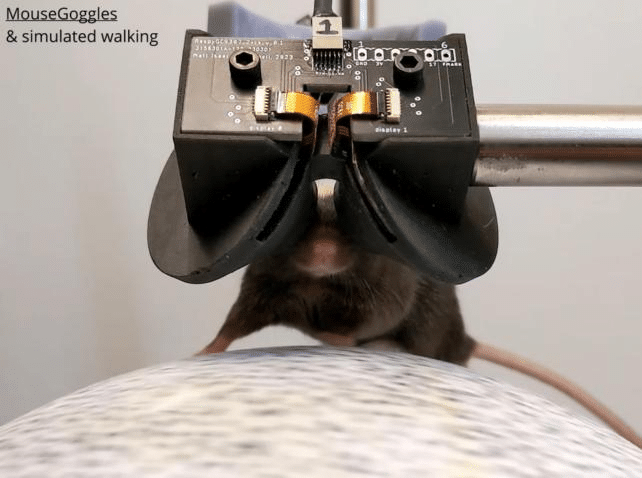 Mouse VR2 642x478 1.png