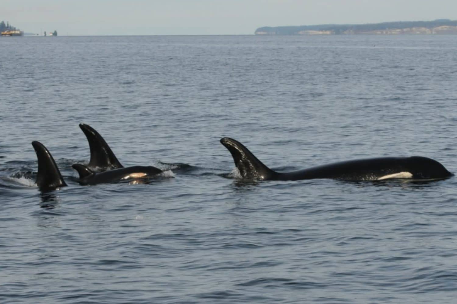 È successo di nuovo! Tahlequah, la mamma orca divenuta famosa per aver trasportato per giorni il suo cucciolo morto è di nuovo in lutto 1 Orche 2.jpg