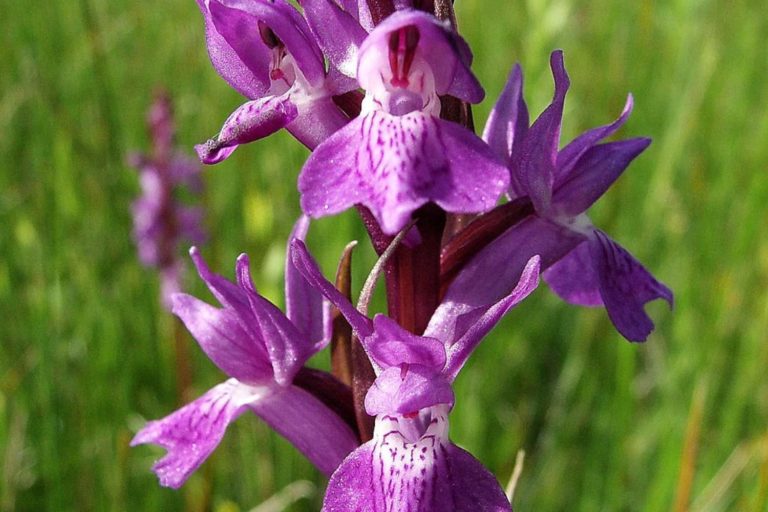 Orchidea estinta.jpg