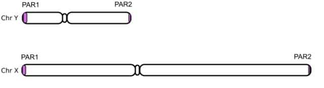 PARRegionsChromosomeXAndY.jpg
