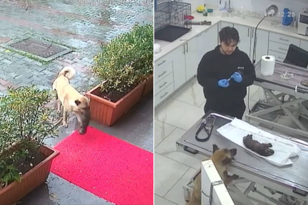 Porta cucciolo veterinario.jpg