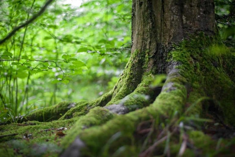 Recupero foresta Patagonia.jpg