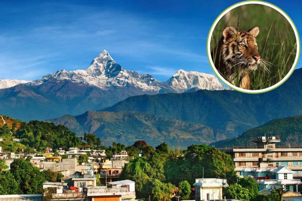 Tigre Nepal.jpg
