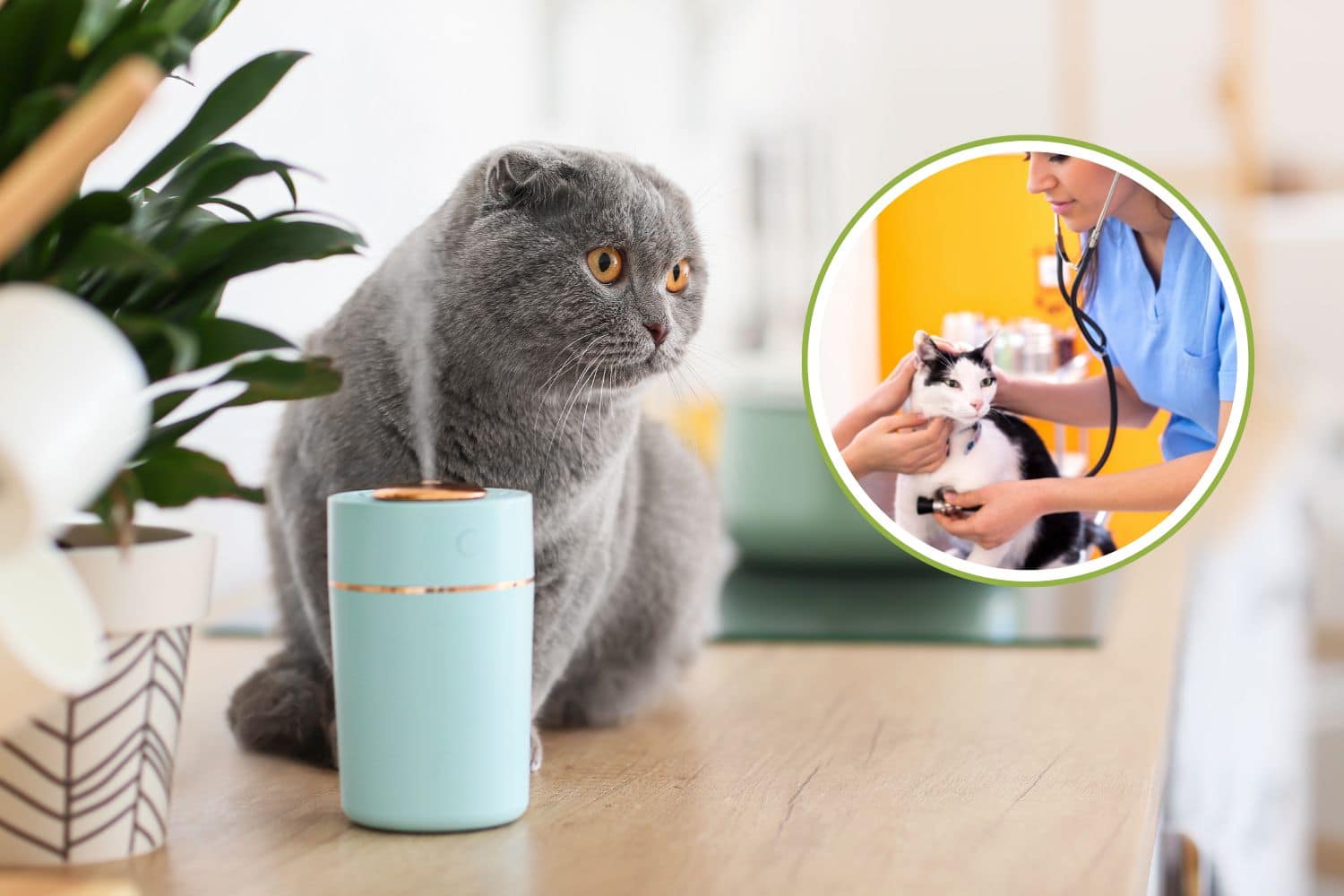 Gatto con alito cattivo? I rimedi dipendono dalle cause: sono una veterinaria e ti spiego cosa fare 1 alitosi gatto.jpg