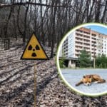 cani chernobyl.jpg