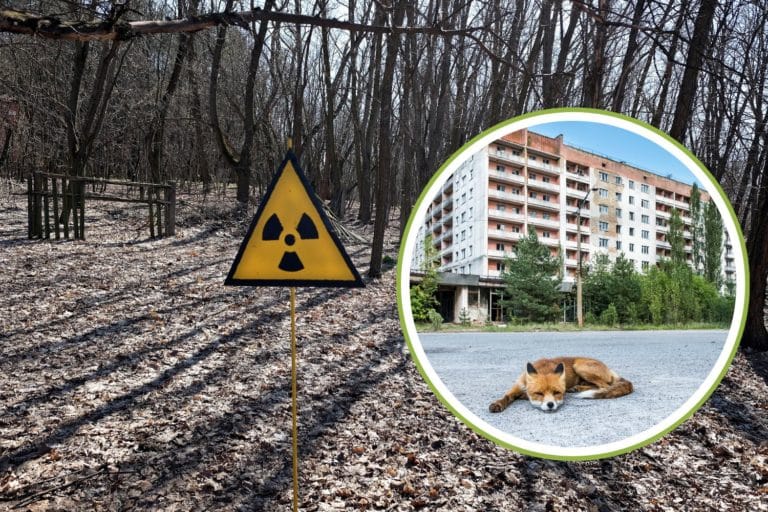 cani chernobyl.jpg