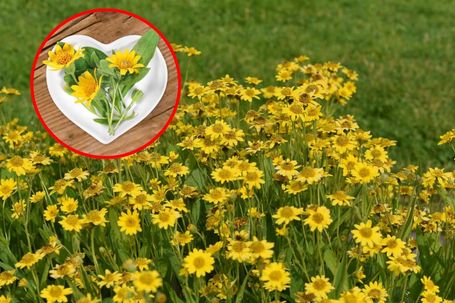 coltivare arnica.jpg