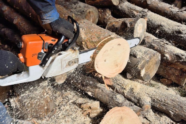 coltivare legno.jpg