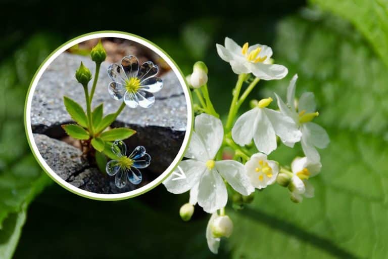 fiori trasparenti.jpg
