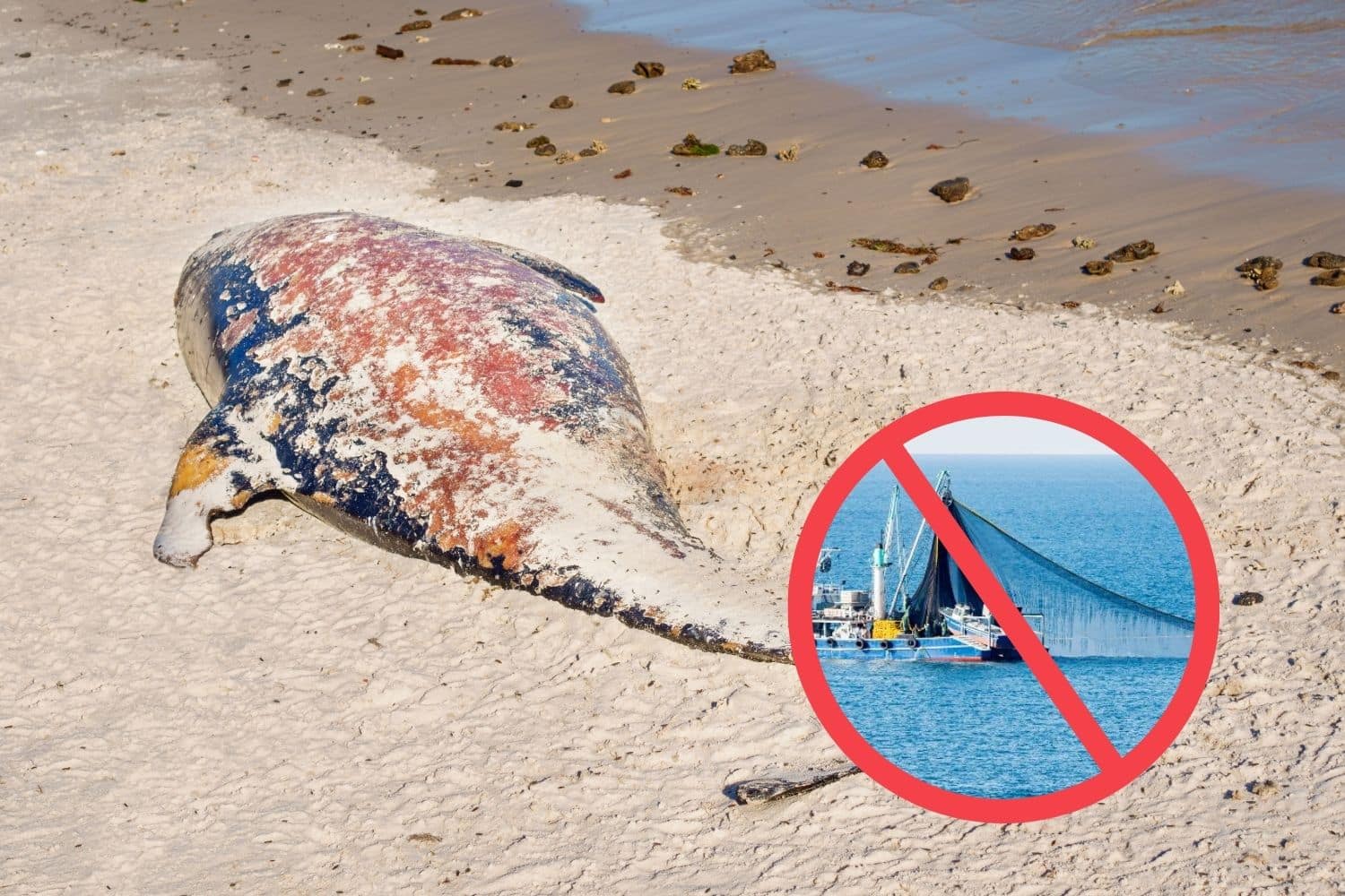 Pesca vietata per 4 settimane per proteggere i delfini dopo la moria di cetacei in Francia 1 francia delfini.jpg
