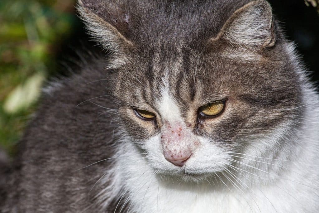 gatto anziano.jpg