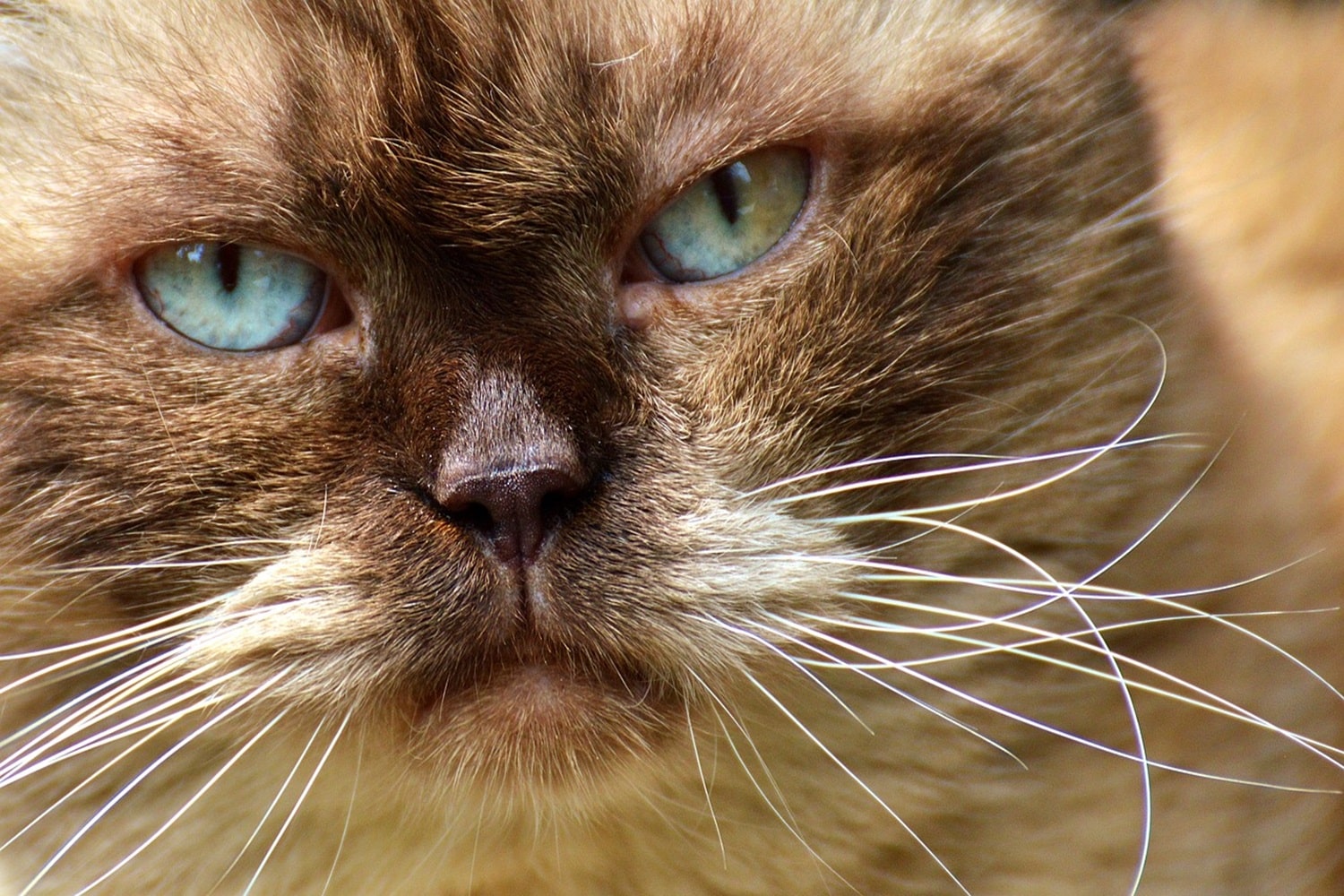 gatto respira male.jpg