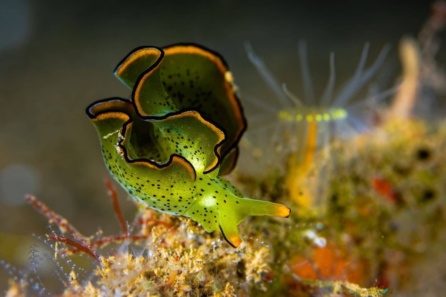 lumaca di mare fotosintesi