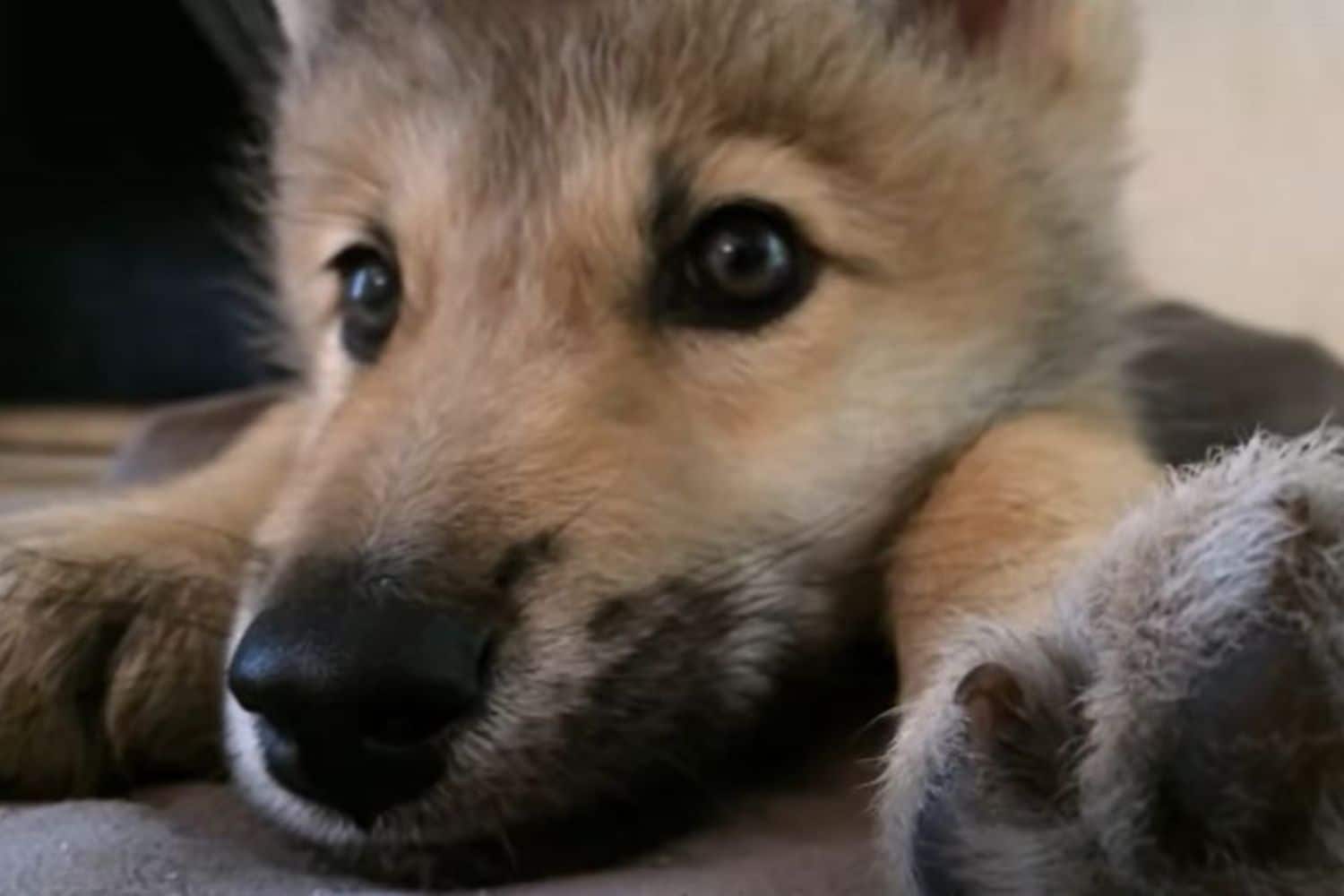 Hai mai visto un lupo col singhiozzo? Il video di questo cucciolo è la cosa più adorabile che vedrai oggi 1 lupetto.jpg