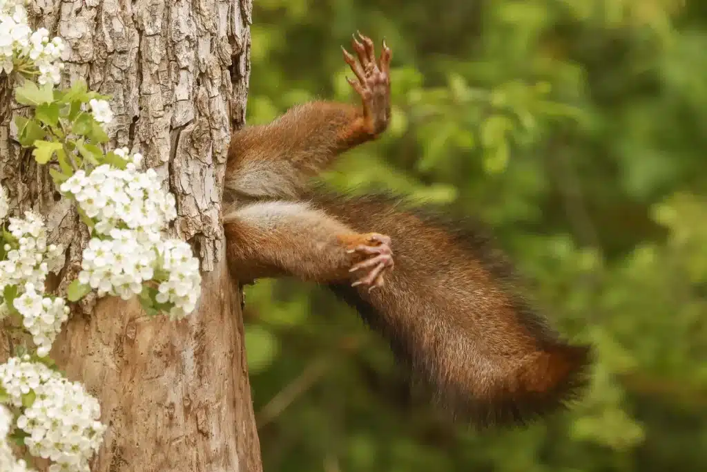 milko marchetti stuck squirrel.webp