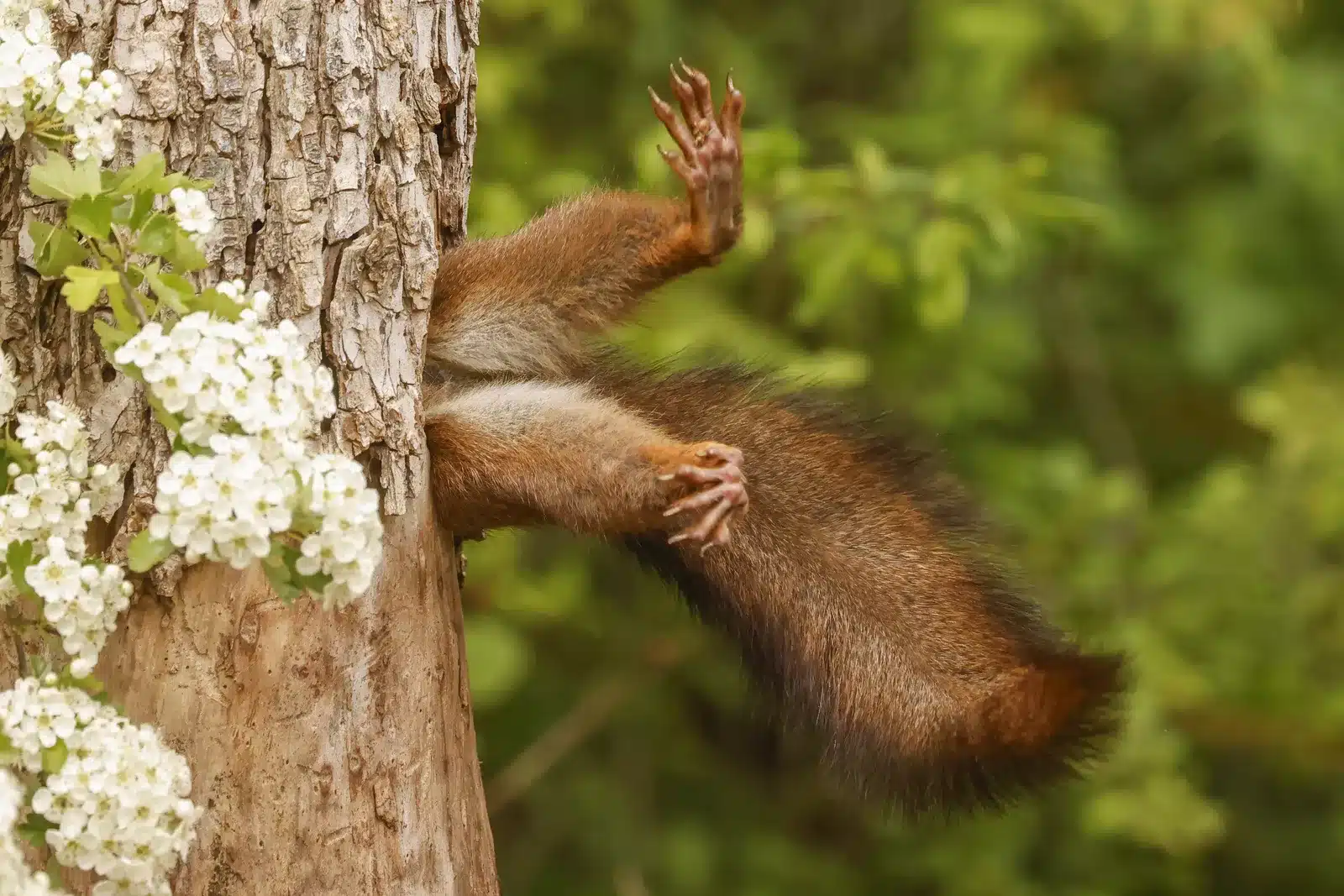 Comedy Wildlife Photography Awards 2024: la foto vincitrice è di un italiano (e fa ridere a crepapelle) 1 milko marchetti stuck squirrel.webp